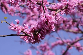 IMG-20200403-WA0059